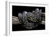 Morelia Spilota Spilota (Diamand Python)-Paul Starosta-Framed Photographic Print