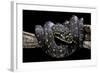 Morelia Spilota Spilota (Diamand Python)-Paul Starosta-Framed Photographic Print