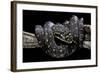 Morelia Spilota Spilota (Diamand Python)-Paul Starosta-Framed Photographic Print