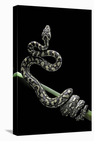 Morelia Spilota Variegata (North-Western Carpet Python)-Paul Starosta-Stretched Canvas