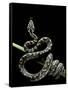 Morelia Spilota Variegata (North-Western Carpet Python)-Paul Starosta-Framed Stretched Canvas