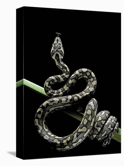 Morelia Spilota Variegata (North-Western Carpet Python)-Paul Starosta-Stretched Canvas