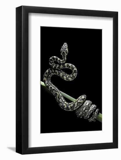 Morelia Spilota Variegata (North-Western Carpet Python)-Paul Starosta-Framed Photographic Print