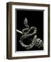 Morelia Spilota Variegata (North-Western Carpet Python)-Paul Starosta-Framed Photographic Print