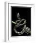 Morelia Spilota Variegata (North-Western Carpet Python)-Paul Starosta-Framed Photographic Print