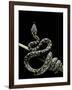 Morelia Spilota Variegata (North-Western Carpet Python)-Paul Starosta-Framed Photographic Print