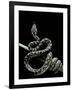 Morelia Spilota Variegata (North-Western Carpet Python)-Paul Starosta-Framed Photographic Print