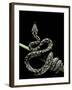 Morelia Spilota Variegata (North-Western Carpet Python)-Paul Starosta-Framed Photographic Print