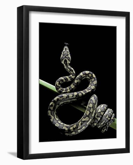 Morelia Spilota Variegata (North-Western Carpet Python)-Paul Starosta-Framed Photographic Print