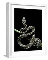 Morelia Spilota Variegata (North-Western Carpet Python)-Paul Starosta-Framed Photographic Print