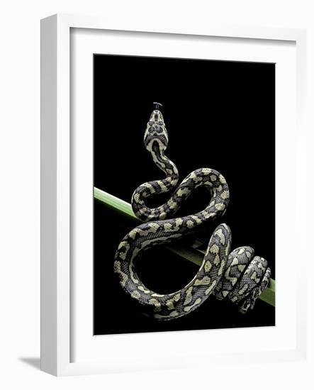 Morelia Spilota Variegata (North-Western Carpet Python)-Paul Starosta-Framed Photographic Print