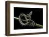 Morelia Spilota Variegata (North-Western Carpet Python)-Paul Starosta-Framed Photographic Print