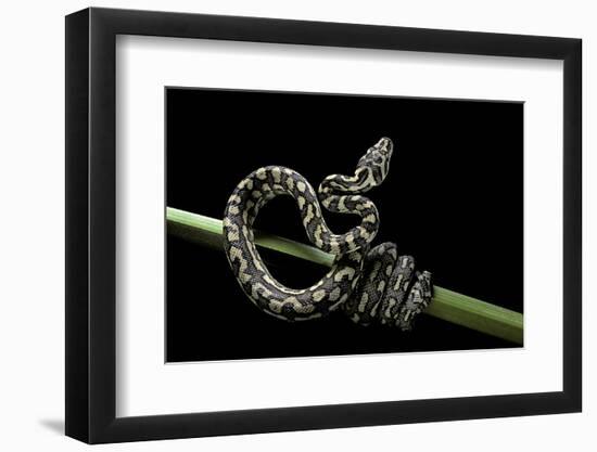 Morelia Spilota Variegata (North-Western Carpet Python)-Paul Starosta-Framed Photographic Print