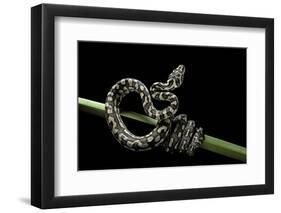 Morelia Spilota Variegata (North-Western Carpet Python)-Paul Starosta-Framed Photographic Print