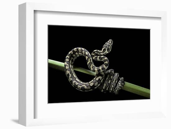 Morelia Spilota Variegata (North-Western Carpet Python)-Paul Starosta-Framed Photographic Print