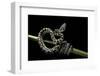 Morelia Spilota Variegata (North-Western Carpet Python)-Paul Starosta-Framed Photographic Print