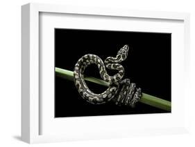 Morelia Spilota Variegata (North-Western Carpet Python)-Paul Starosta-Framed Photographic Print