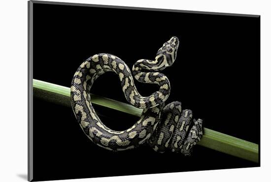 Morelia Spilota Variegata (North-Western Carpet Python)-Paul Starosta-Mounted Photographic Print