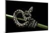 Morelia Spilota Variegata (North-Western Carpet Python)-Paul Starosta-Mounted Photographic Print