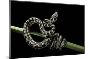 Morelia Spilota Variegata (North-Western Carpet Python)-Paul Starosta-Mounted Photographic Print