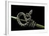 Morelia Spilota Variegata (North-Western Carpet Python)-Paul Starosta-Framed Photographic Print