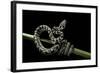 Morelia Spilota Variegata (North-Western Carpet Python)-Paul Starosta-Framed Photographic Print