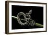 Morelia Spilota Variegata (North-Western Carpet Python)-Paul Starosta-Framed Photographic Print