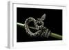 Morelia Spilota Variegata (North-Western Carpet Python)-Paul Starosta-Framed Photographic Print