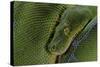 Morelia Viridis (Green Tree Python)-Paul Starosta-Stretched Canvas