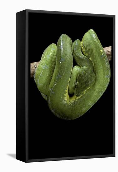 Morelia Viridis (Green Tree Python)-Paul Starosta-Framed Stretched Canvas