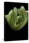 Morelia Viridis (Green Tree Python)-Paul Starosta-Stretched Canvas