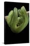Morelia Viridis (Green Tree Python)-Paul Starosta-Stretched Canvas