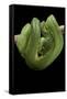 Morelia Viridis (Green Tree Python)-Paul Starosta-Framed Stretched Canvas