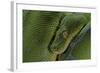 Morelia Viridis (Green Tree Python)-Paul Starosta-Framed Photographic Print