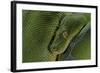 Morelia Viridis (Green Tree Python)-Paul Starosta-Framed Photographic Print