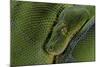 Morelia Viridis (Green Tree Python)-Paul Starosta-Mounted Photographic Print