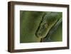 Morelia Viridis (Green Tree Python)-Paul Starosta-Framed Photographic Print