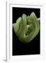 Morelia Viridis (Green Tree Python)-Paul Starosta-Framed Photographic Print