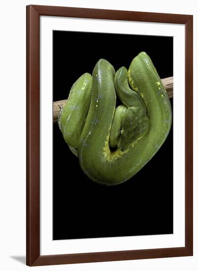 Morelia Viridis (Green Tree Python)-Paul Starosta-Framed Photographic Print