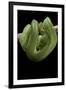 Morelia Viridis (Green Tree Python)-Paul Starosta-Framed Photographic Print