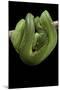 Morelia Viridis (Green Tree Python)-Paul Starosta-Mounted Photographic Print