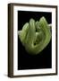 Morelia Viridis (Green Tree Python)-Paul Starosta-Framed Photographic Print