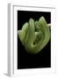 Morelia Viridis (Green Tree Python)-Paul Starosta-Framed Photographic Print