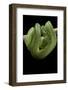 Morelia Viridis (Green Tree Python)-Paul Starosta-Framed Photographic Print