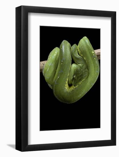 Morelia Viridis (Green Tree Python)-Paul Starosta-Framed Photographic Print