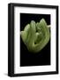 Morelia Viridis (Green Tree Python)-Paul Starosta-Framed Photographic Print