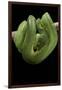 Morelia Viridis (Green Tree Python)-Paul Starosta-Framed Photographic Print