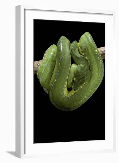 Morelia Viridis (Green Tree Python)-Paul Starosta-Framed Photographic Print