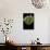 Morelia Viridis (Green Tree Python)-Paul Starosta-Mounted Photographic Print displayed on a wall