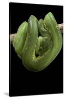 Morelia Viridis (Green Tree Python)-Paul Starosta-Stretched Canvas